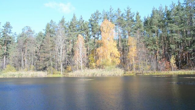 autumn daylight landscape, fall forest tree near water in sunny day, environment diversity