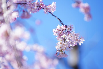 日本の春の桜と寺