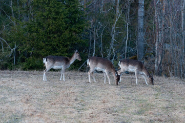 Naklejka na ściany i meble Three deers on a field in spring