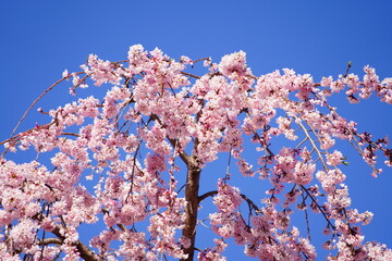 上野に咲く桜の花