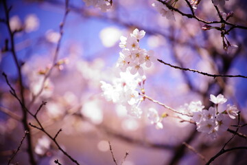 春に咲く桜や花壇の花