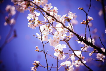 春に咲く桜や花壇の花
