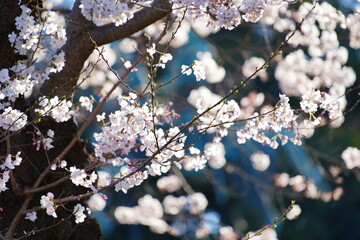 上野に咲く桜の花