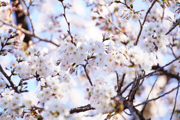 上野の公園の桜