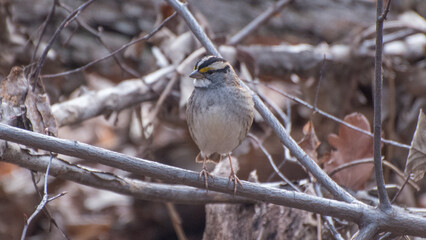 White-throated sparrow, Central Park, New York