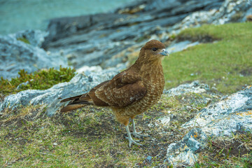 View of a bird in the Coastal Path at Tierra del Fuego National Park - Ushuaia, Argentina