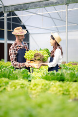 Two men and women are in a hydroponic vegetable garden, they are inspecting and harvesting vegetables to be delivered to restaurants and supermarkets. The idea of growing hydroponic vegetables.