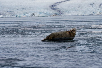 Fototapeta premium Phoque gris la tête relevé et jouant avec sa nageoire sur une banquise au bord d'un glacier en Islande 