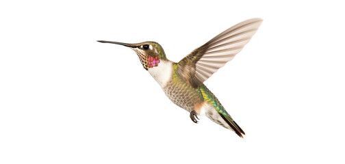 Obraz premium Flying hummingbird isolated on transparent background. PNG. Small colorful bird in flight. Digital ai art 