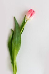 Pink tulip flower on white background. Flat lay, top view. Selective focus. Shallow depth of field