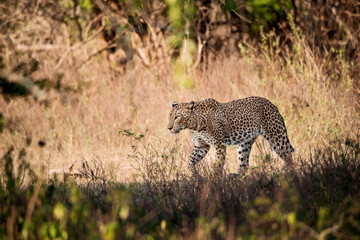 A leopard in Yala National Park, Sri Lanka © 121244