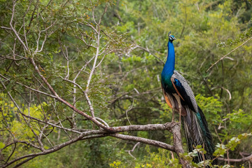 A peacock in Yala National Park, Sri Lanka