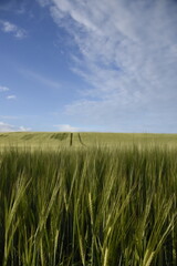 wheat field in the summer
