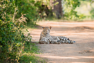 A leopard resting on a road in Yala National Park, Sri Lanka - obrazy, fototapety, plakaty