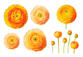 Set of beautiful pastel yellow colored ranunculus buttercup flowers isolated over a transparent background, spring or Mother's Day design elements, top view, flat lay