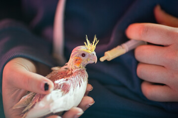 Baby cockatiel parrot being hand fed - hand raised bird pet, held in human hand