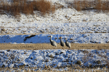 Winter with White-naped Crane