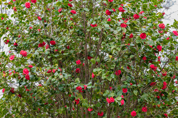 rosal de flores rosas con hojas verdes