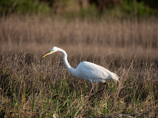 Egret hunting in the winter marsh near Swansboro, NC.