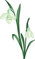 Fototapeta na wymiar Snowdrop flower with green leaves clipart. Winter flower design element isolated on white background for pattern, decoration, planner sticker, sublimation and more.