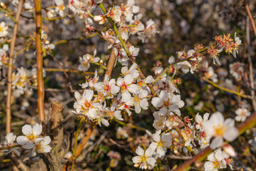 arbusto de flores blancas peque&ntilde;as