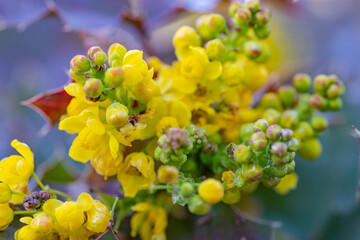 flores amarillas y verdes