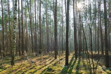 Wysoki, sosnowy las. Poranek wczesną wiosną. Między  drzewami unosi się opar mgły oświetlany promieniami wschodzącego słońca.