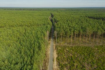 Rozległa równina porośnięta sosnowym lasem. Wśród drzew widać asfaltową, szarą, wąską drogę. Widok z wysokości, zdjęcie zrobione z użyciem drona.