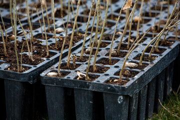 A row of seedlings in black plastic containers with one of them being planted in the ground. A small tree is being planted in a pile of soil