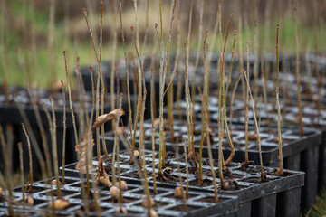 A row of seedlings in black plastic containers with one of them being planted in the ground. A small tree is being planted in a pile of soil