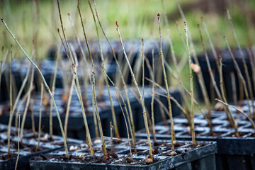 A row of seedlings in black plastic containers with one of them being planted in the ground. A small tree is being planted in a pile of soil