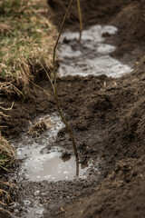 A small tree is being planted in a pile of soil. Forest conservation concept. Tree planting