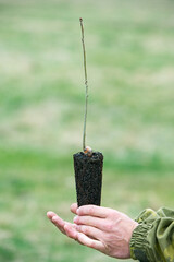 Closeup hand hold seedling tree growing on green blur background. eco earth day concept. Forest conservation concept. Tree planting.