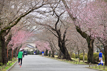 Cherry blossoms are a sign of spring