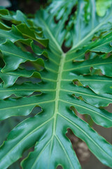 A huge leaf with holes in the rich green color of a tropical plant in the jungle