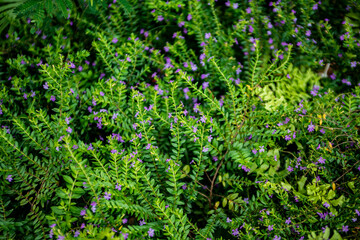 green moss background and little kind of  flower