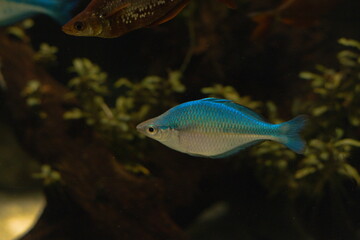 ブルーレインボー