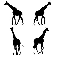 giraffe silhouette vector set