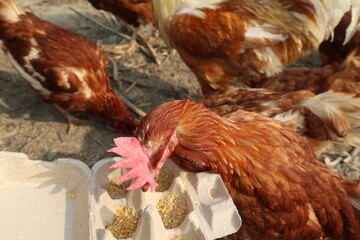 feeding hungry hens in the farm design for healthy lifestyle