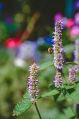 Beautiful natural background with purple flowers