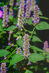 Beautiful natural background with purple flowers