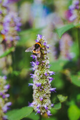 Beautiful natural background with purple flowers