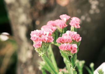 春に庭に咲く花