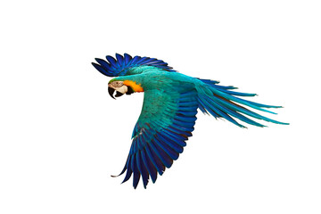 Colorful Blue and gold macaw parrot flying isolated on transparent background png file