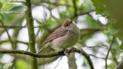 Eurasian blackcap, Strumpshaw Fen, England