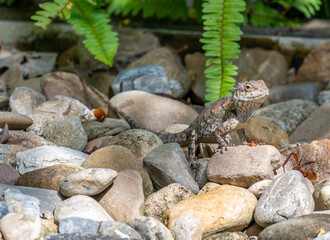 Brown lizard is eating the insect at ground.