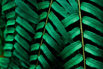 Obraz na płótnie Canvas Close-up nature view of green fern leaf background. Lying flat, dark nature concept, tropical leaf.