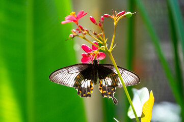 Colorful butterfly is sitting and eating on the green plant leaf.