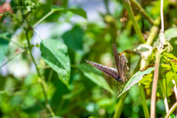 Colorful butterfly is sitting and eating on the green plant leaf.