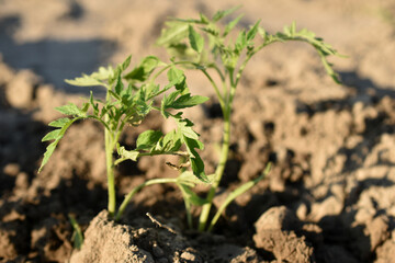 Tomato seedlings were transplanted into the garden soil.
